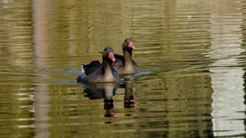 mallard duck