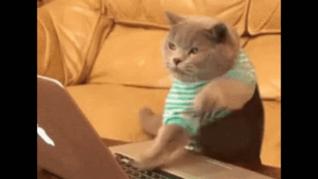 Gif video of typist cats