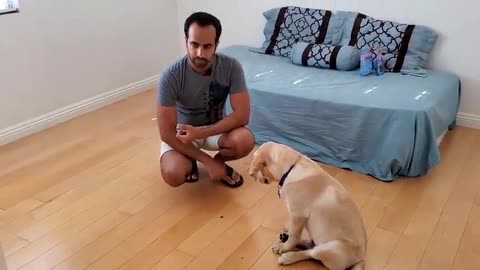 Trained your own dog at home