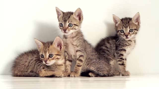 Static shot of 3 kittens against a white screen.