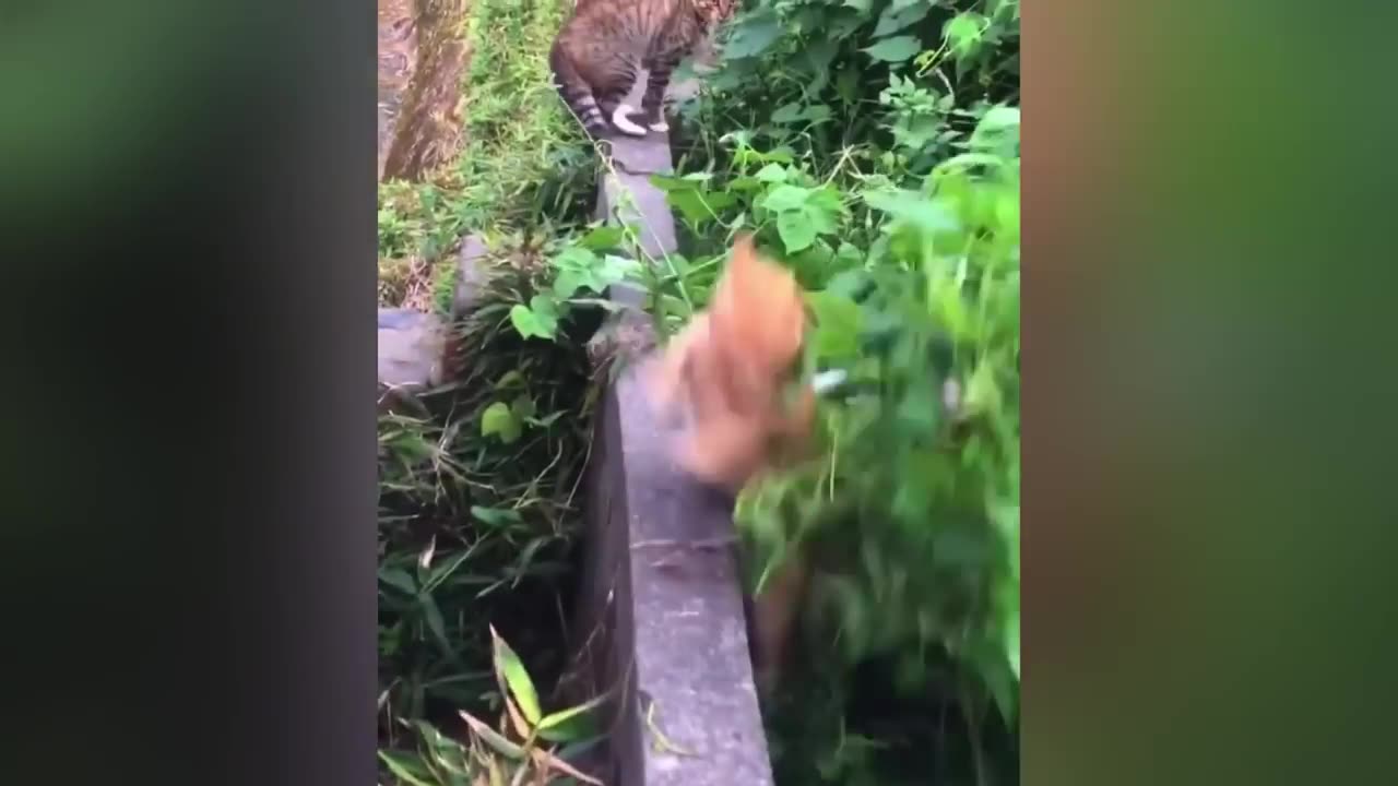 Best Funniest Cats 😹 - Don't try to hold back Laughter 😂 Funny Cats