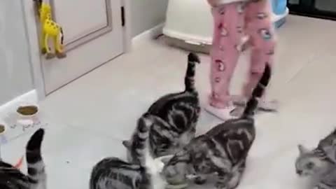 Beautiful cats 😸😹 funny cats video 2021