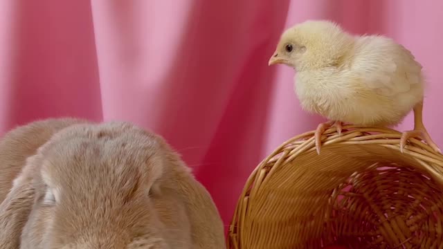 Conceptual Video Of Easter Celebration