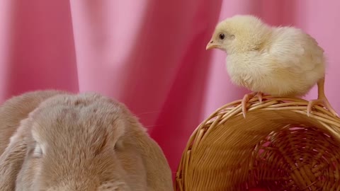Conceptual Video Of Easter Celebration