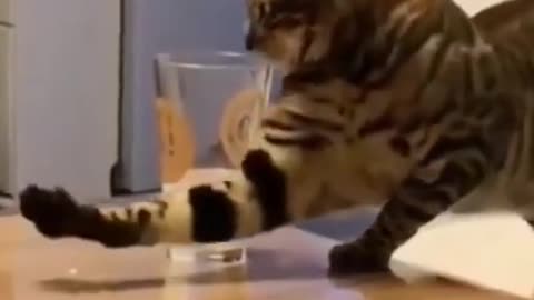 Funny Cat try to drink water || #1 - SHORT