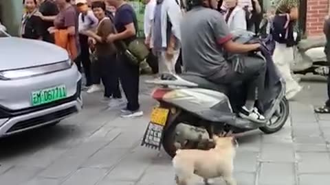 Adorable dog playing with a balloon