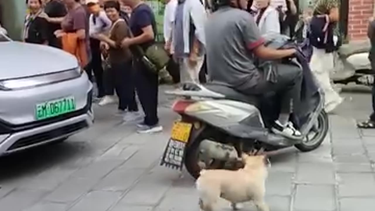 Adorable dog playing with a balloon