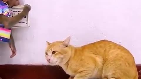 Funny Monkey Vs Cat