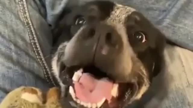 Funny dog playing with dad