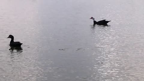 18_0220 La dedico a te