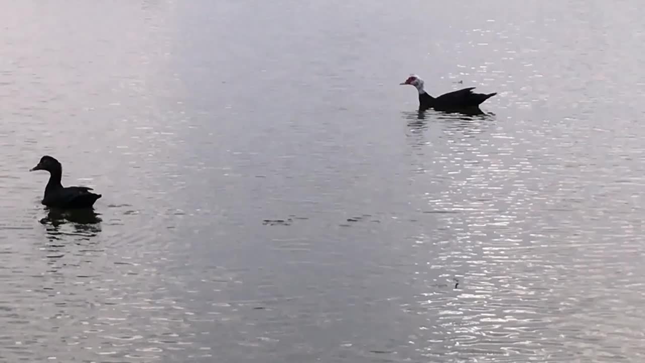 18_0220 La dedico a te