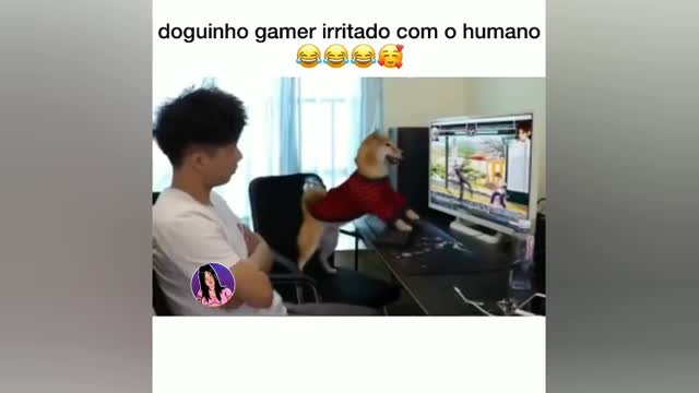 my dog playing game playing video game