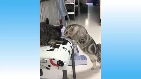 Funny Cat Videos 1