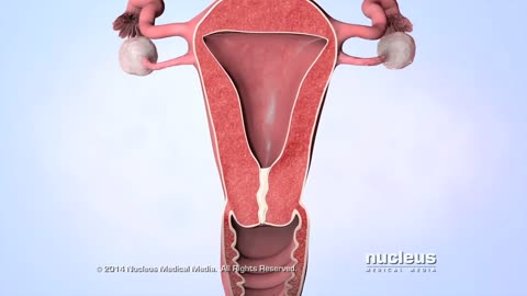 Menstrual Cycle A Brief Definition