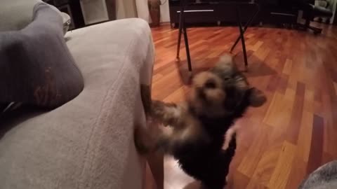 That's how we ask you to play. Yorkshire Terrier.