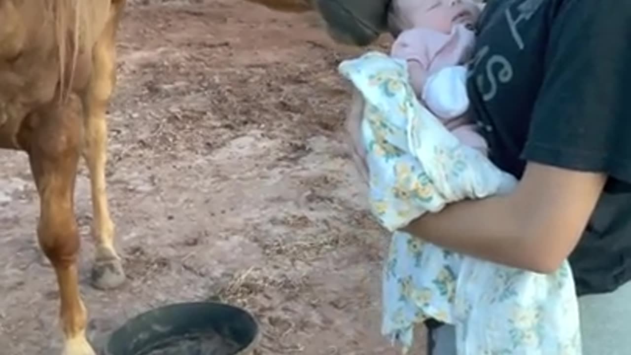 Gentle Horse Meets New Baby for the First Time