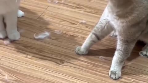 Cat fighting,cat funny video