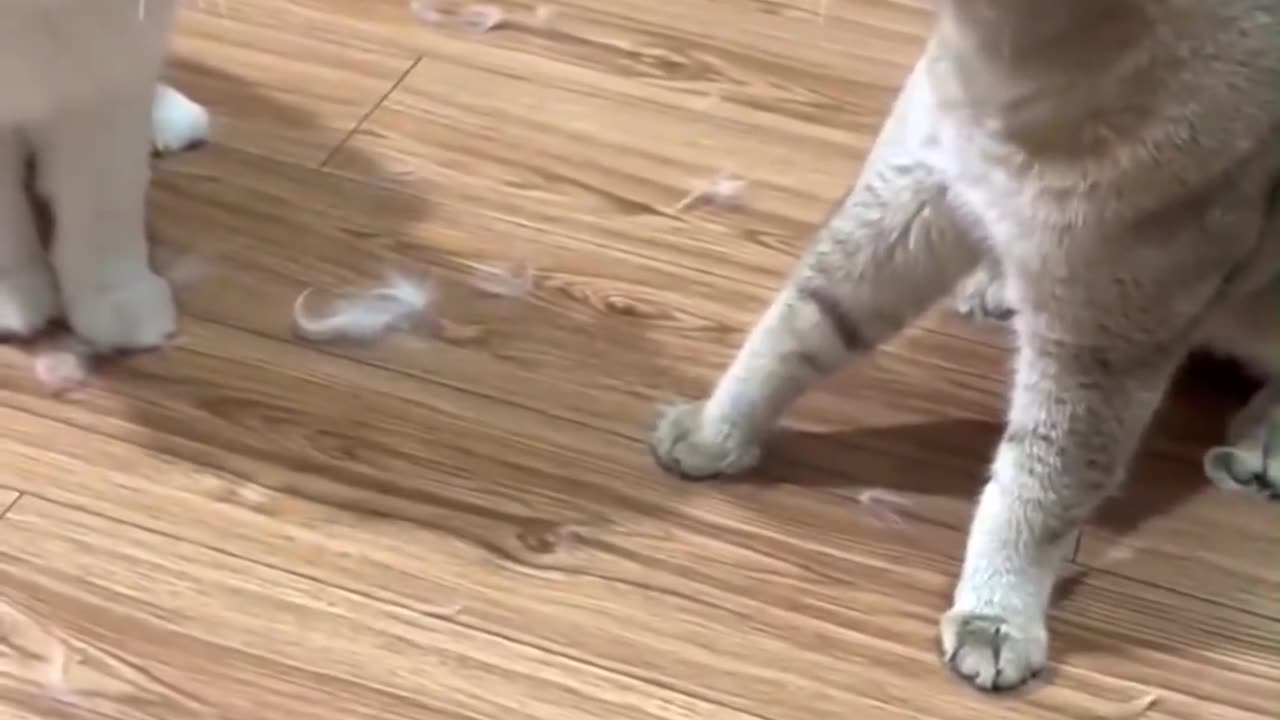Cat fighting,cat funny video