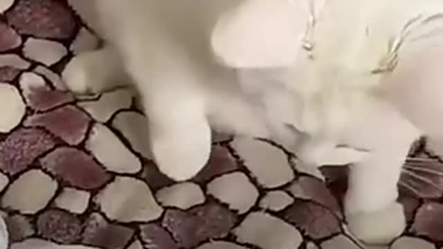 Cute cats funny compilation 😻😹