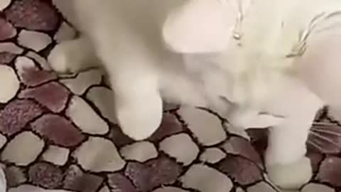 Cute cats funny compilation 😻😹