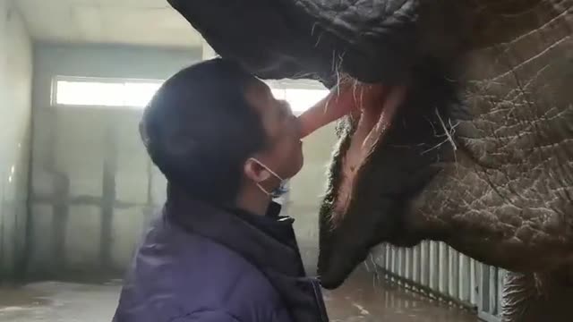 The owner feeds the cute elephant