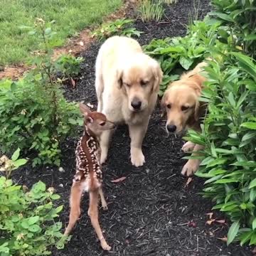 Friendship of baby deer and dogs