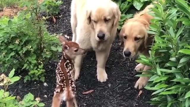 Friendship of baby deer and dogs