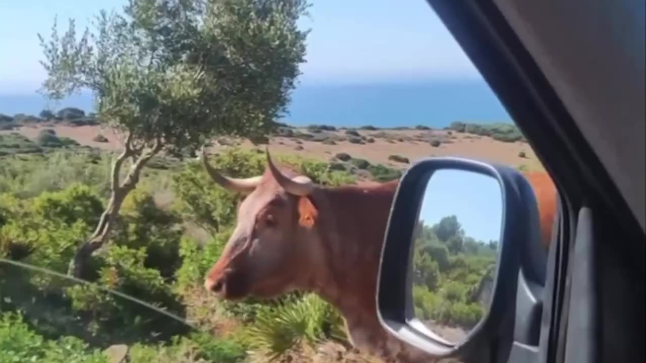 Asking the cows for directions 👍👍🤣🤣