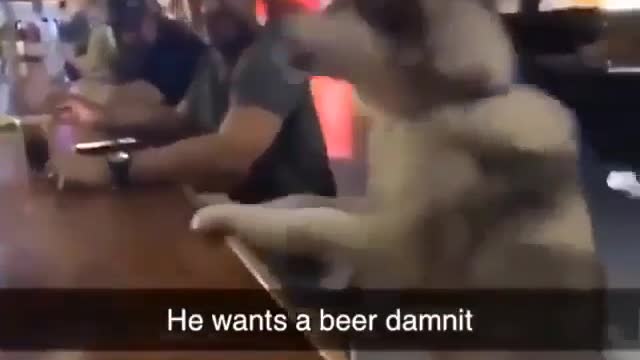 This Dog 🐕 wants Beer 🍺