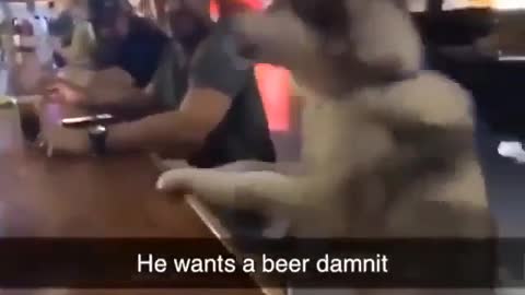 This Dog 🐕 wants Beer 🍺