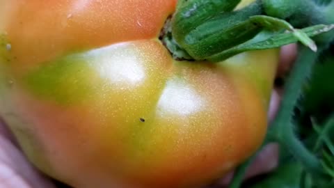 Harvesting tomatoes