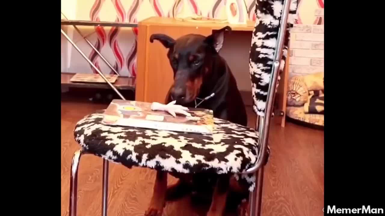 funny meme try not to laugh