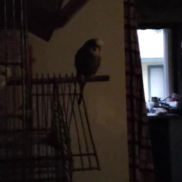 Slow motion parakeet