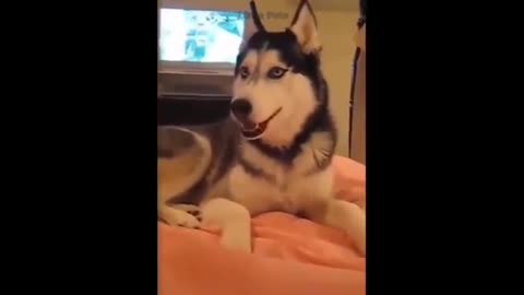 WOW!! These Amazing Cats🐈 and Dogs🐕 Can Speak English