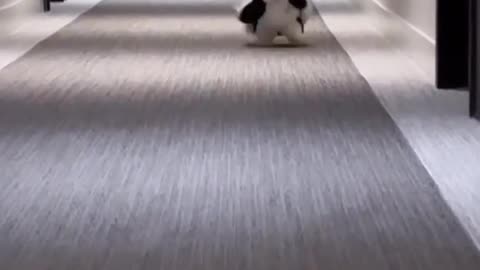 Cute dog running ♥️♥️♥️♥️