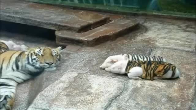 Nature always finds a way: Tigress adopts little pigs in a beautiful gesture