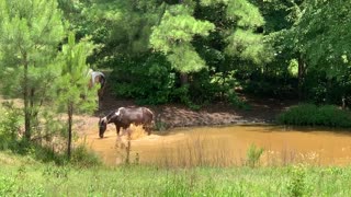 Horse disappears in pond!!!!