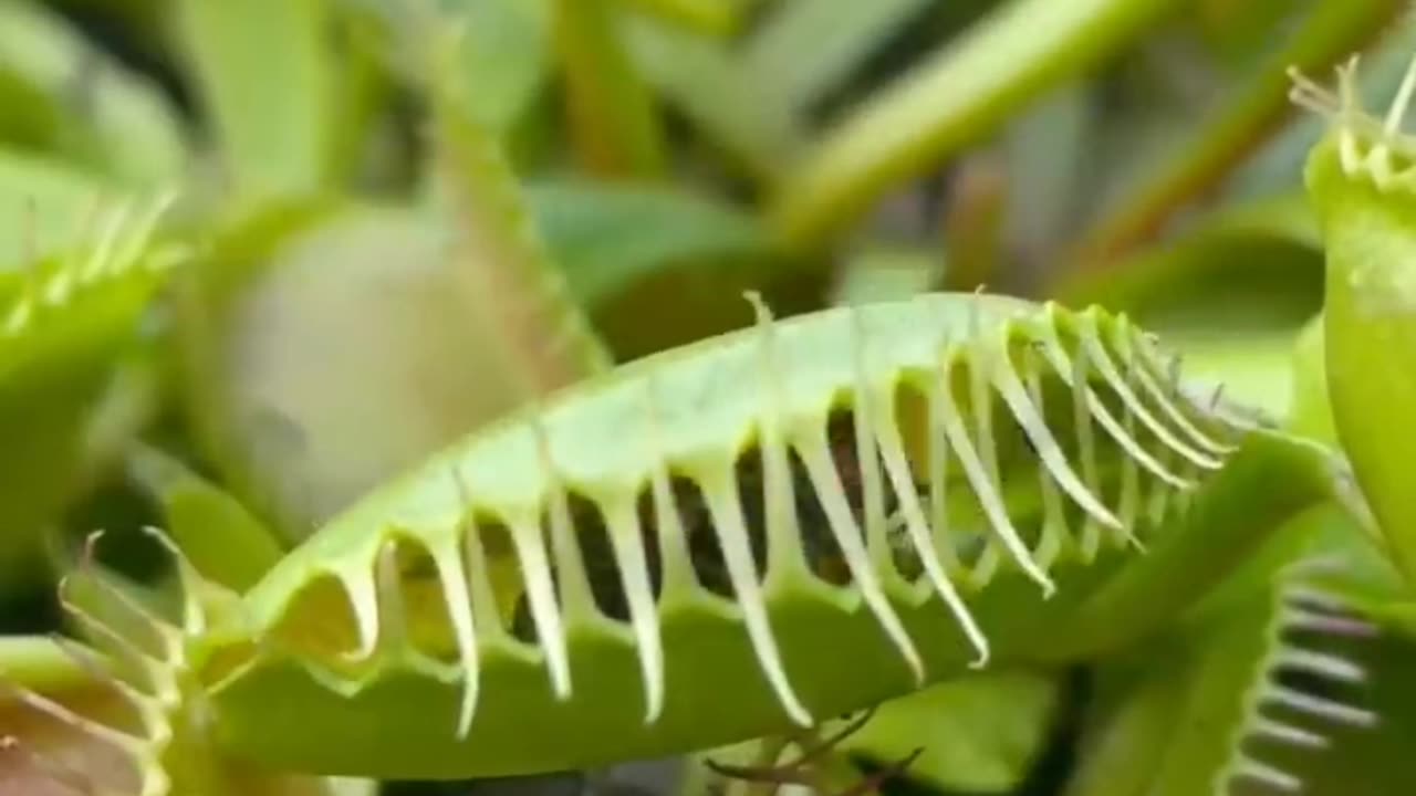 "The Veins of Struggle: A Venous Flytrap's Journey Through Life's Unique Challenges"
