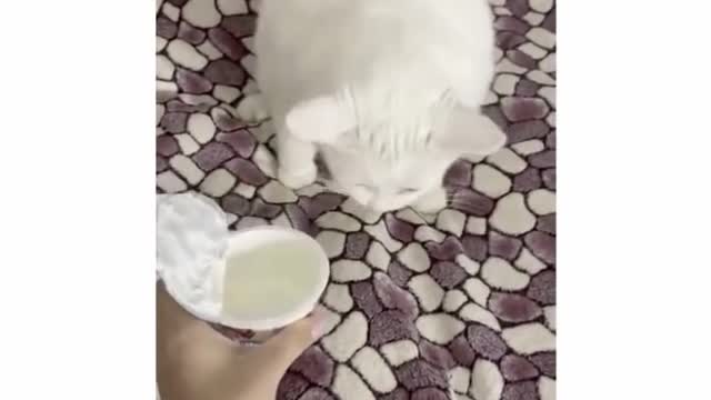 Funny cats don't try to stop laughing