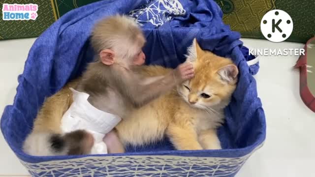 Monkey and cat full training short video