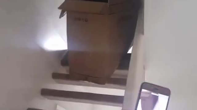 Collab copyright protection - guy rides cardboard box down stairs