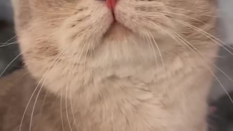 Nonstop meowing machine 😍