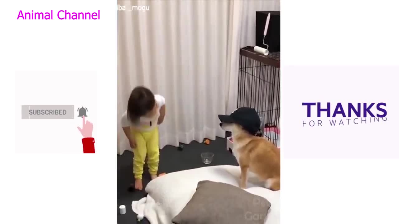 Cute And Funny Pets/Animals Compilation01