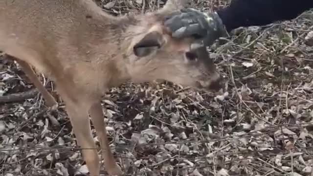 Dude rescues button buck, immediately gets attacked by it