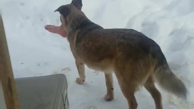 Dog brings home a scary present