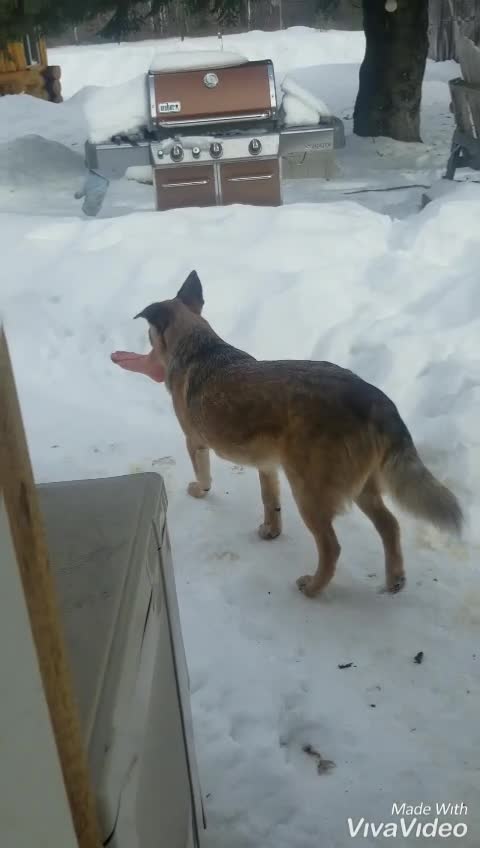 Dog brings home a scary present