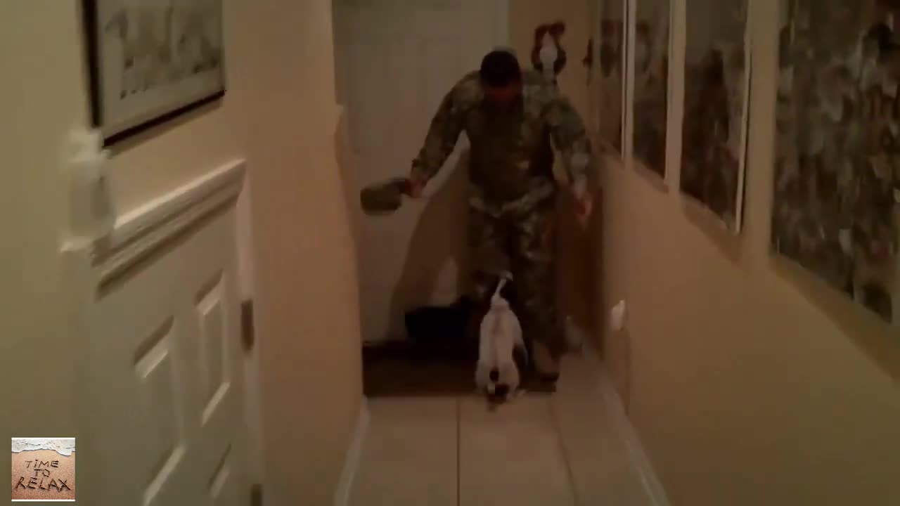 Cute Dogs Welcoming Soldiers Home