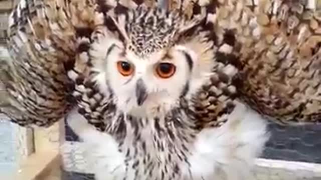 Bengal eagle owl