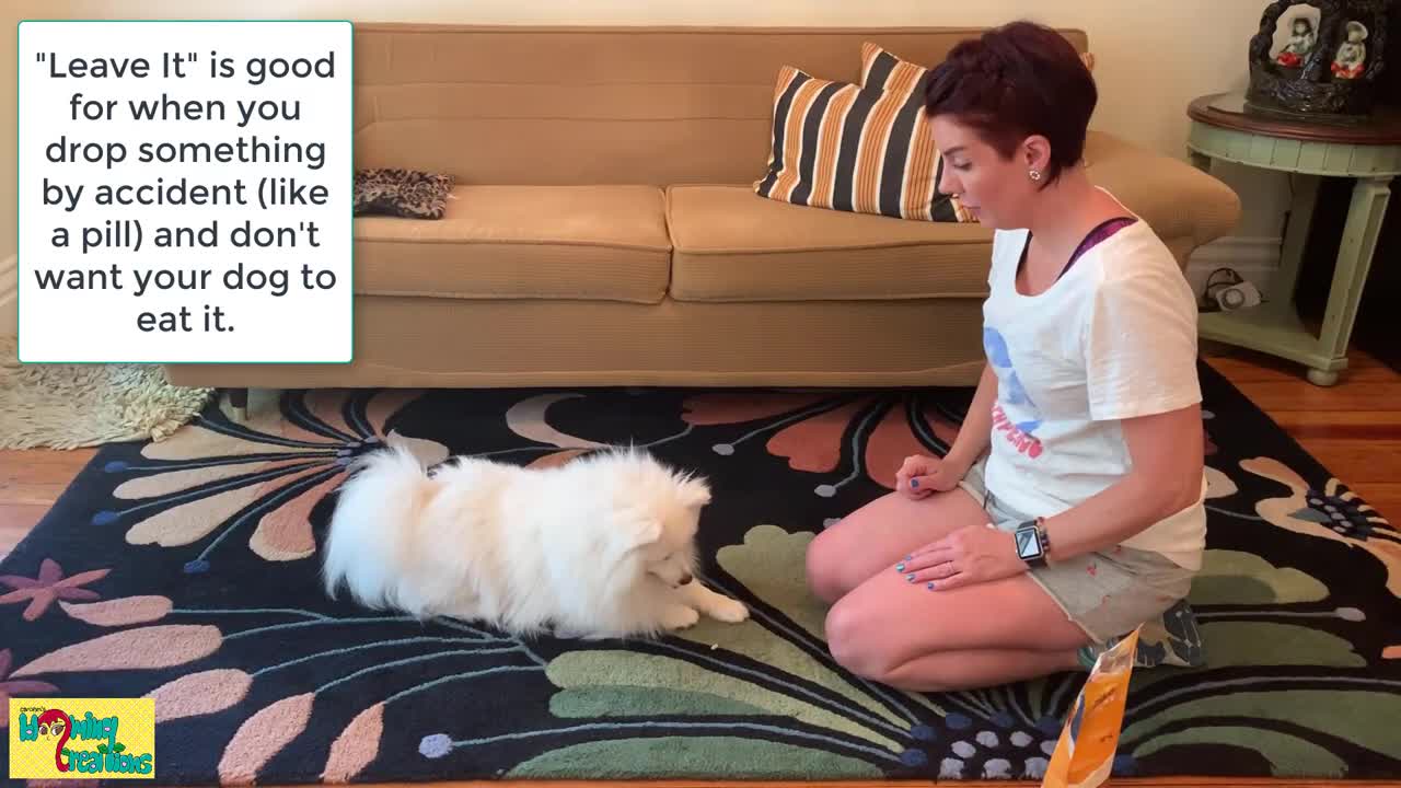 How to Train American Eskimo Dogs