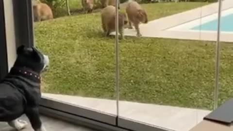 Pack of capybara casually stroll through backyard